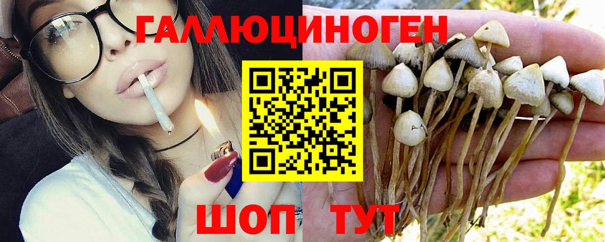 Псилоцибиновые грибы Psilocybine cubensis Камышлов